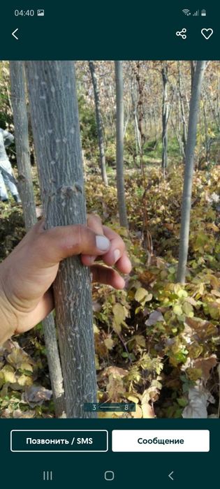 Кустарники Ясень, Клен, Катальпа, Айланд, Сумах, Тополь, Акация, Ива