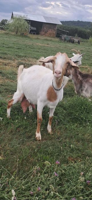 Capre de vânzare
