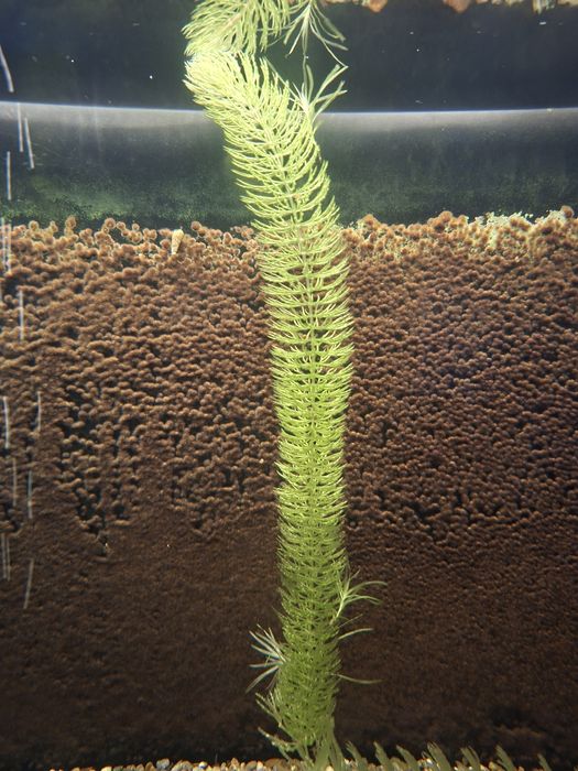 Растение за аквариум