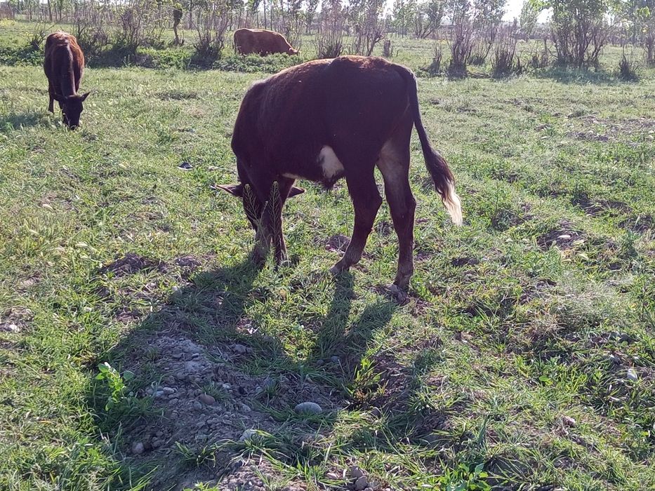 Tadbirkor akalarimiz uchun