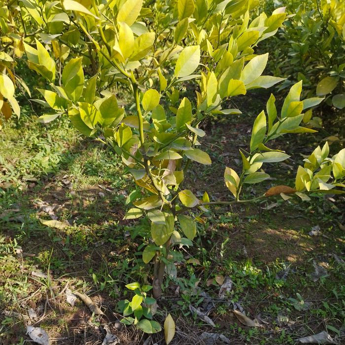 Limon   apelsin  mandarin koʻchatlari sotiladi