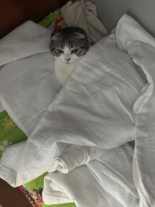 Кошка пародистый вислоухий