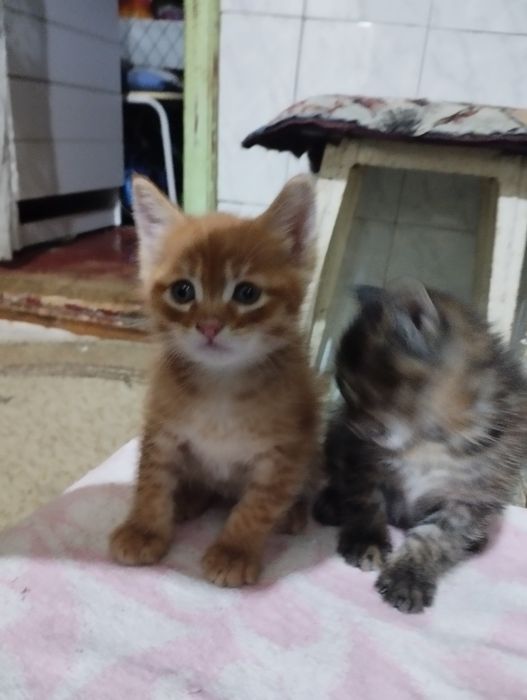 Отдам котят в хорошие добрые руки