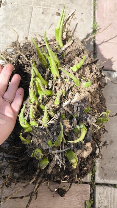 Цветы многолетние