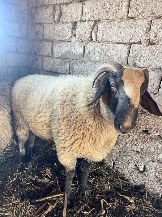 Berbec carabas sarbesc