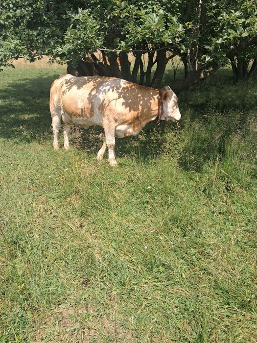 Vaca de vanzare!!