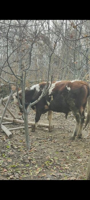 Smental, shvet paroda