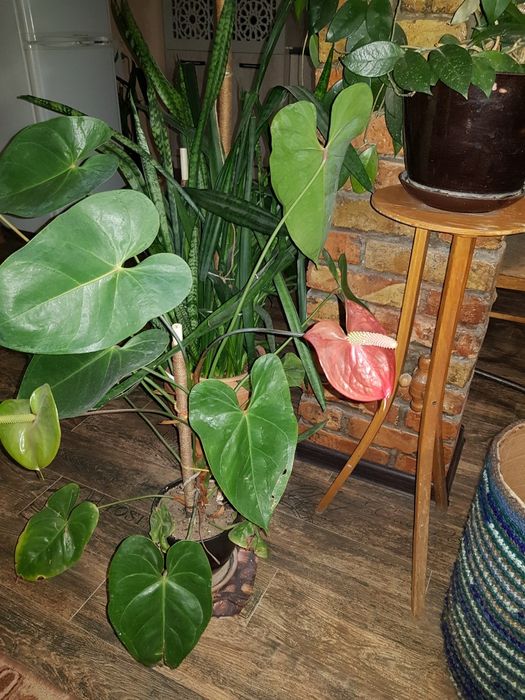 Комнатные. Растения