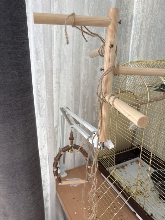 Попугаи волнистые