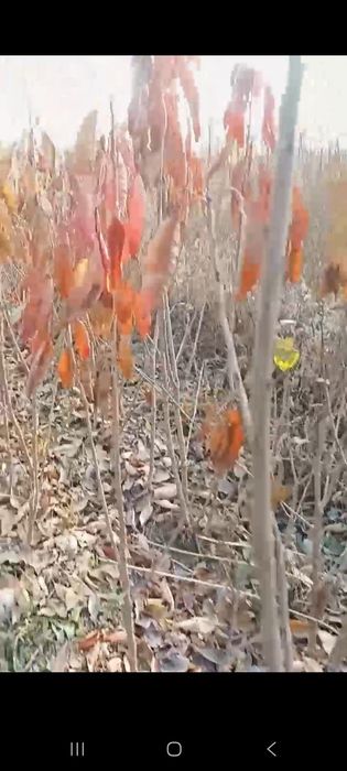 Мевлий дарах кучатлар, 15,000сумдан дехконларидан