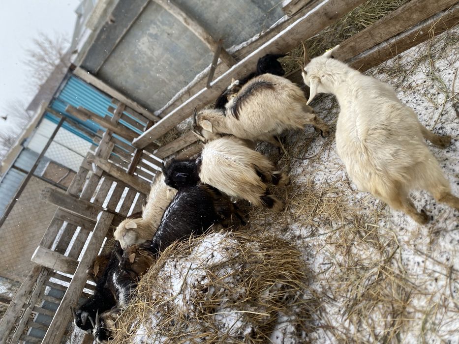 Шібіш ешкілер сатылады