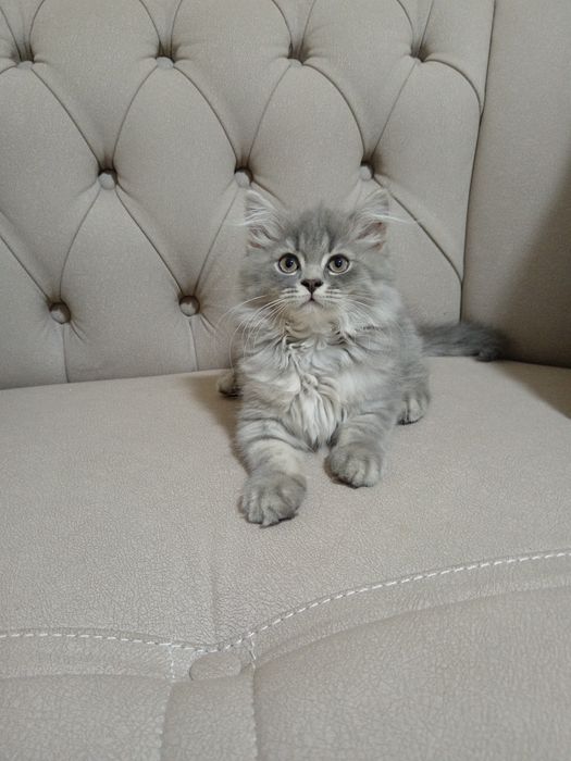 Скоттиш страйт девочка