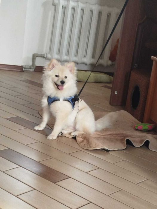 Продается щенок Шпица