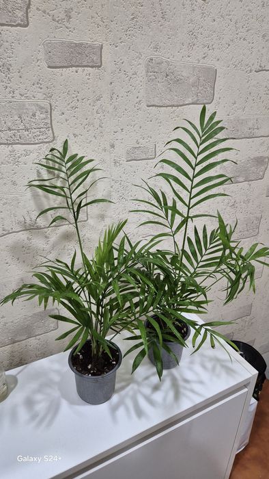 Хамедорея Элеганс 2500 и 2000 тенге