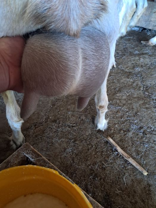 Capra  de vanzare sau schimb cu țap sannen