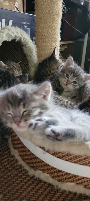 Котята 2000тг 1 5 месяца