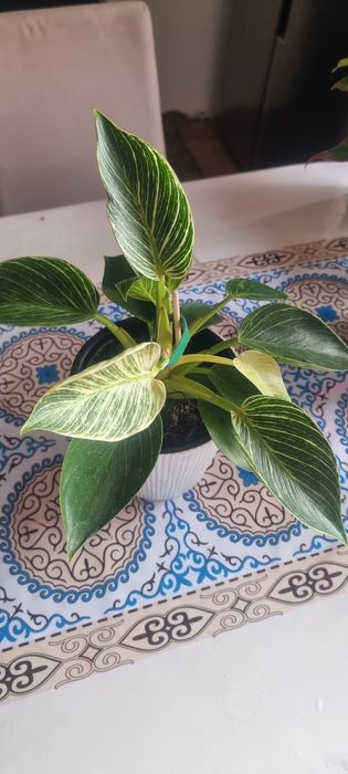 Продам цветы комнатные