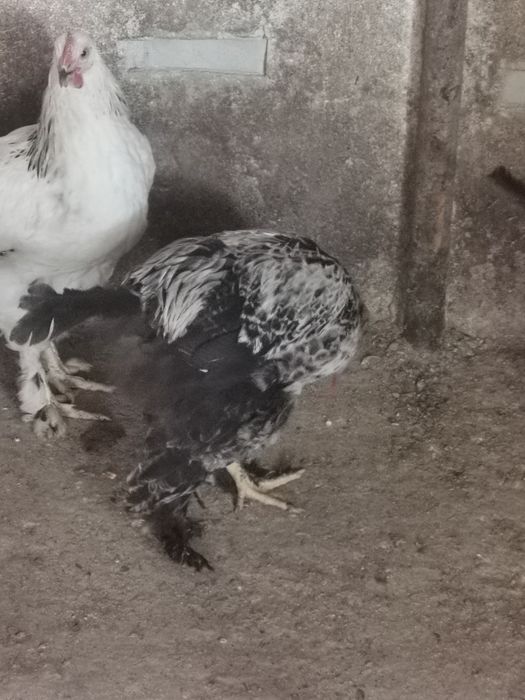 Vând Cocoși Brahma