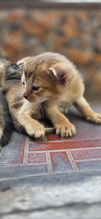 Котята на брон и продажу