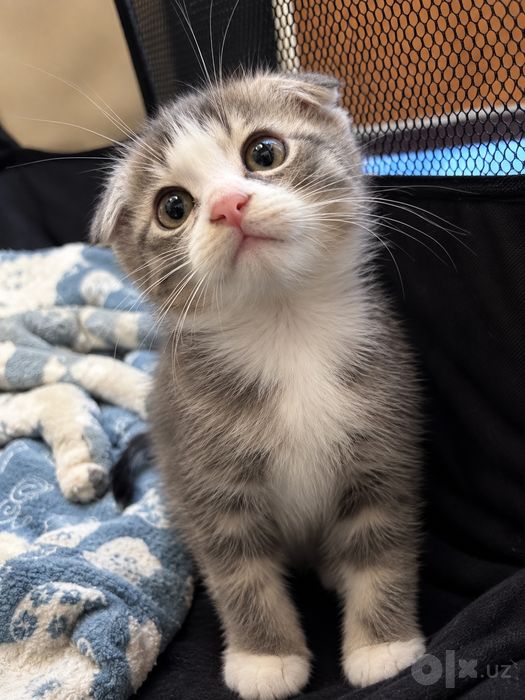 Скоттиш фолд 2 ойлик