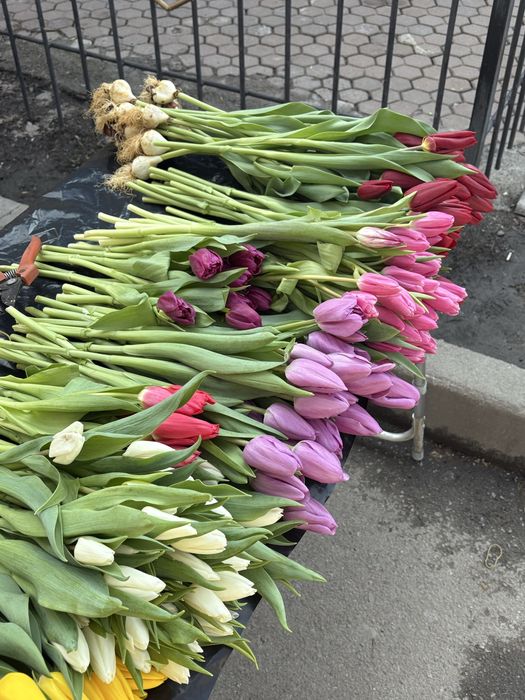 Тюльпаны свежие