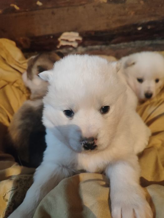 В продаже хасята