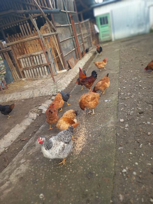 Vând cocosi ,detalii în privat