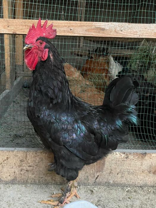 Хурозлар бор зотли