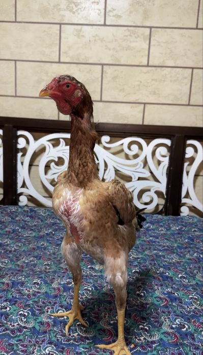 Дауан тулячка мекен