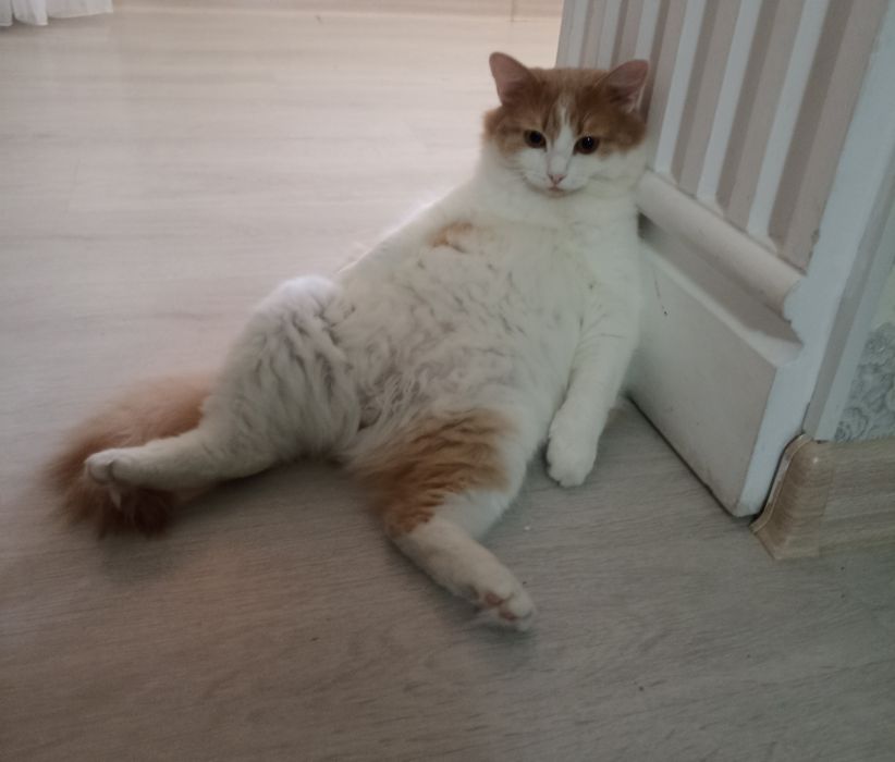 Отдам котика в добрые руки