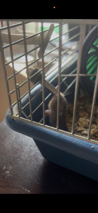 Мини хамстери се подаряват в Стара Загора