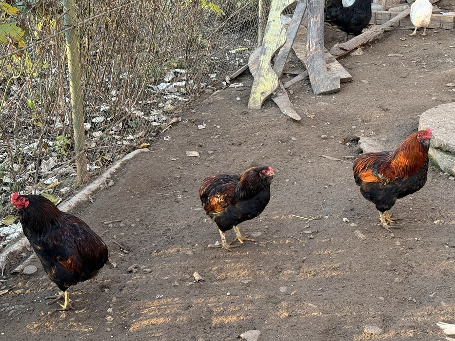 Vand cocosi araucana