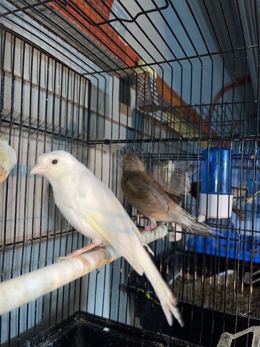 Kanareyka nar moda para