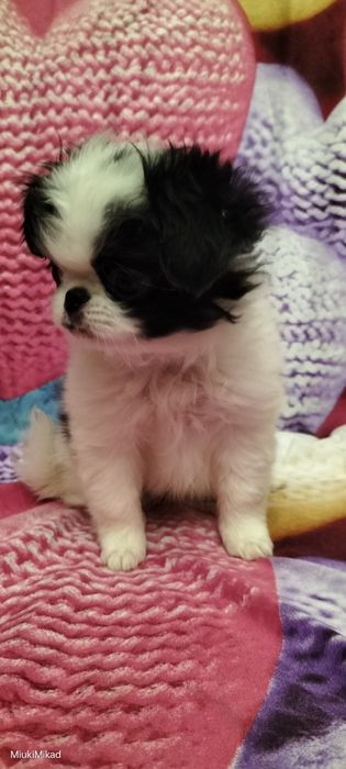 Девочка японского хина.