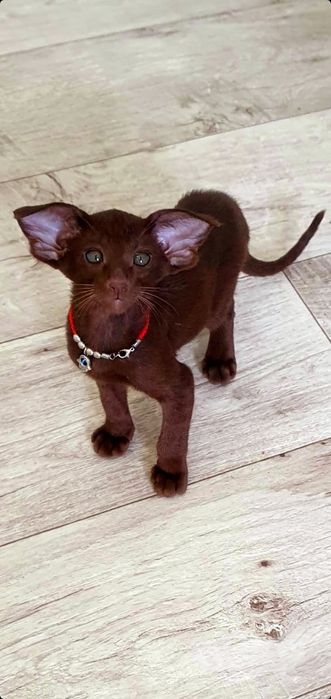 Короткошерстные Ориентальные котята