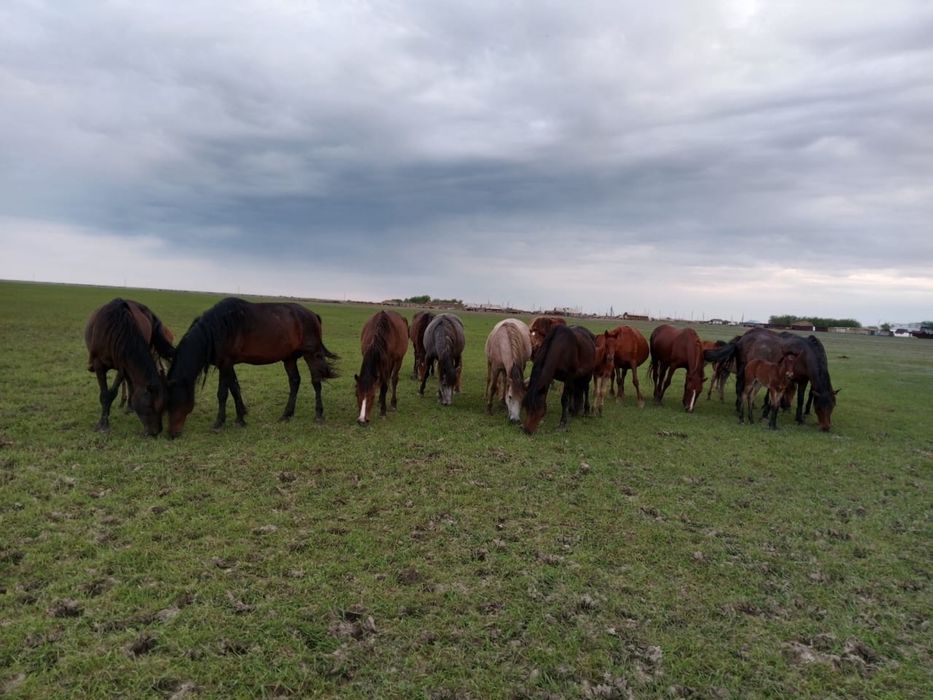 Жылқы Үйір табун бие айғыр