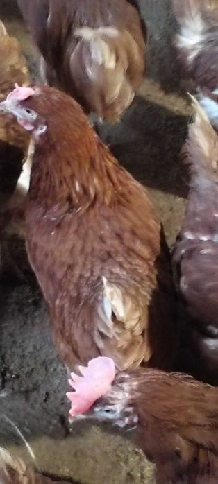 Gaini rasa ușoară de ouat