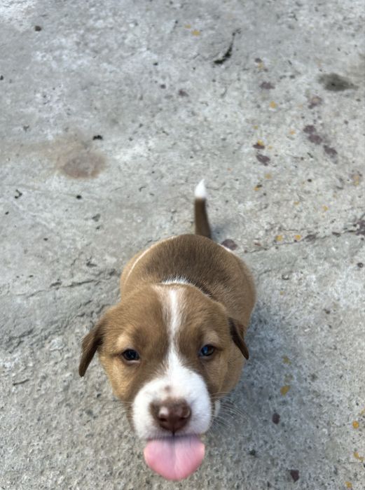 Щенки в заботливые руки