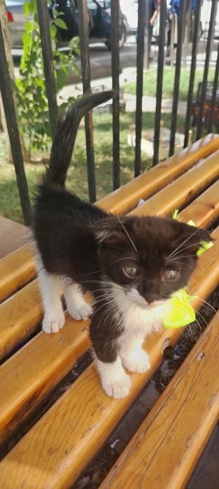 Продаётся котёнок скоттиш фолд. Продаётся котёнок породы скоттиш фолд