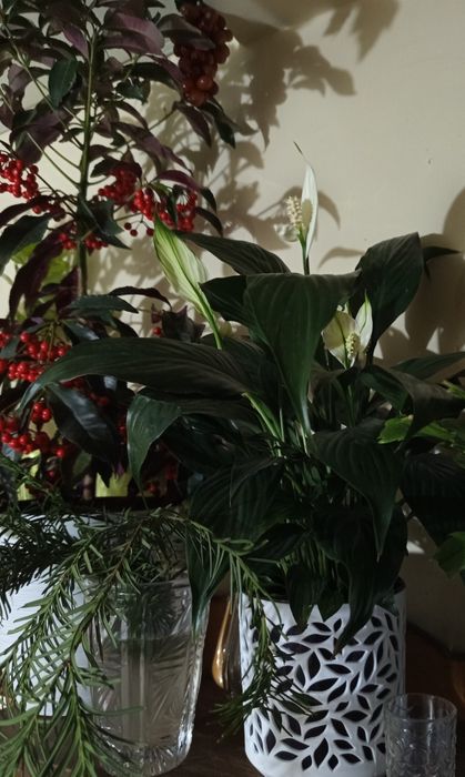 Комнатные цветы , цветущие