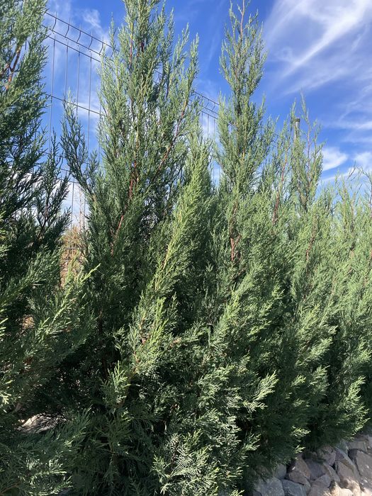 Leylandii 10–15 cm – răsaduri gard viu – de la 4 lei/buc.