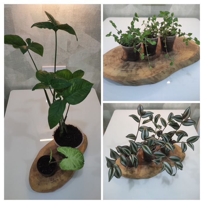 Продам комнатные растения