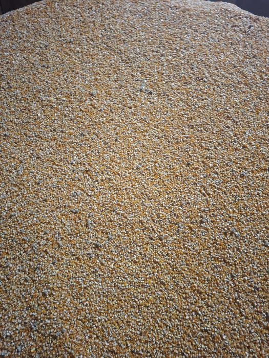 Porumb sticlos Pioneer 9590