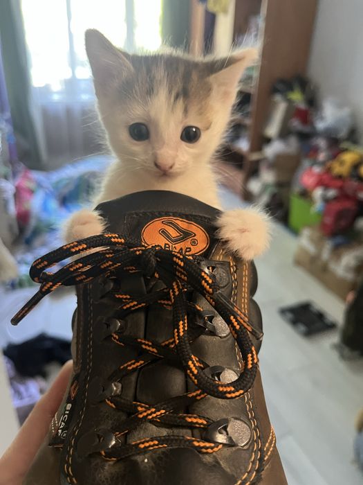 Отдам котят в добрые руки
