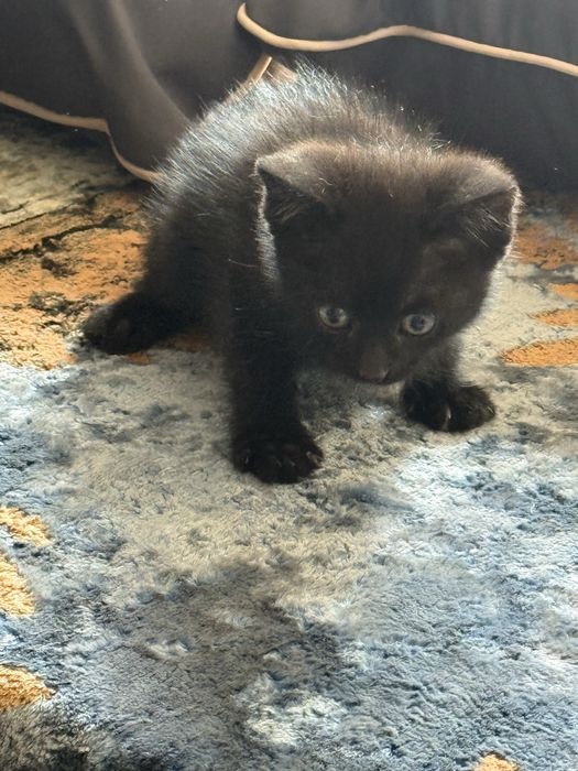 Милые котята в поиске дома