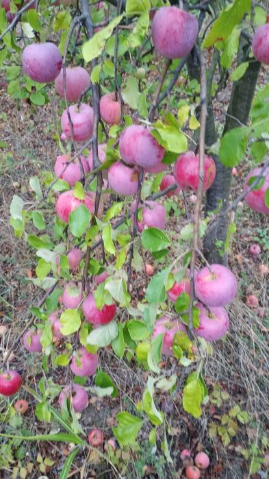 3,5lei Vand golden si florina in Blagești, Vaslui!