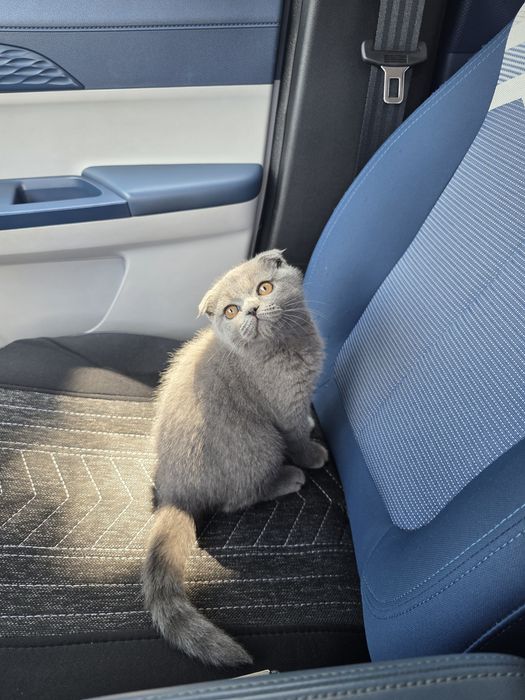 Сотилади Шадланиски Scottish Fold).