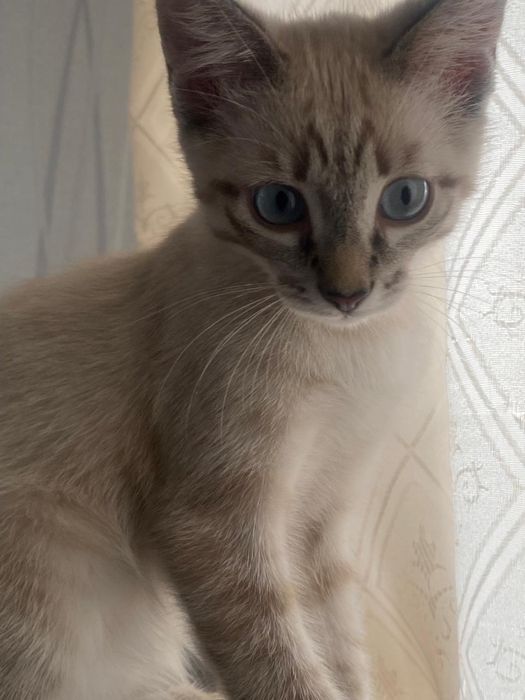 Отдам котенка в добрые руки