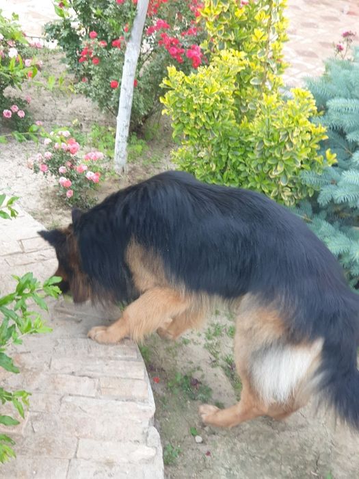 Немецкая овчарка вязка