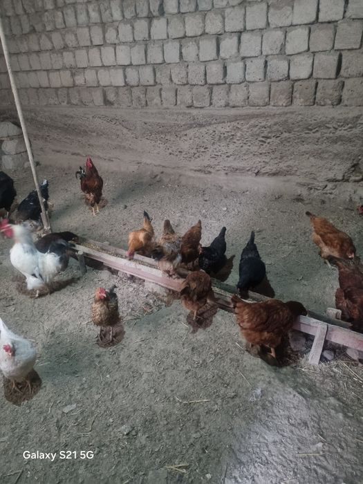 Xonaki tavuqlar va xurz sotiladi